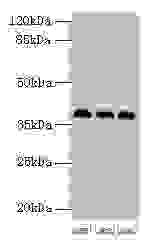 HNRNPD Antibody
