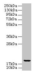 UBE2G2 Antibody
