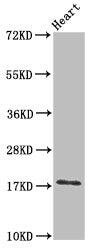 UBE2L3 Antibody