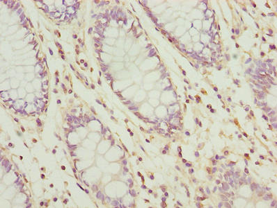 UBL3 Antibody