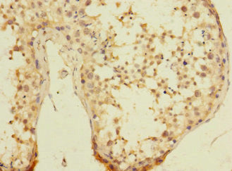 UBXN8 Antibody