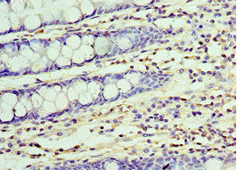 UCHL3 Antibody