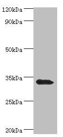 UCP1 Antibody