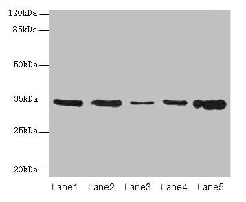 UCP3 Antibody
