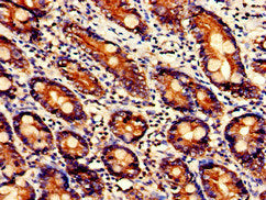 UGT1A9 Antibody