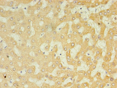 UGT2B4 Antibody