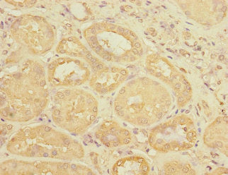 UPK3A Antibody