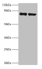 RPS10 Antibody