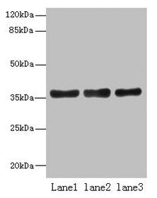 UPP2 Antibody