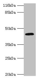 USP12 Antibody