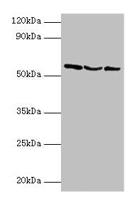 USP14 Antibody