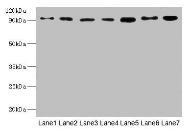 USP5 Antibody