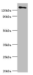 USP8 Antibody