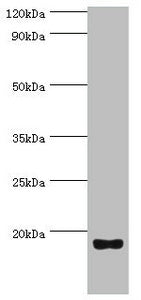 UTS2 Antibody
