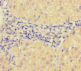 VAMP1 Antibody