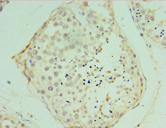 VAMP2 Antibody
