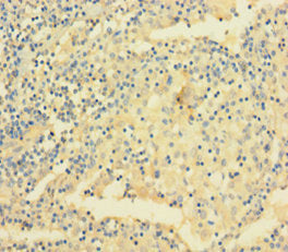 VAMP5 Antibody