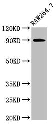 VCP Antibody