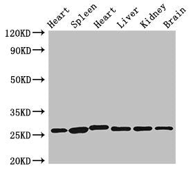 VEGFB Antibody