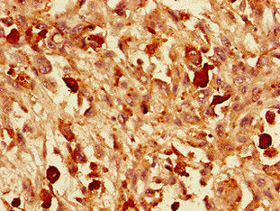 VGF Antibody
