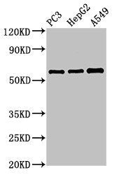 VNN1 Antibody