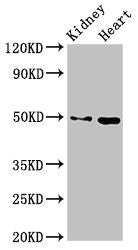 MYC Antibody