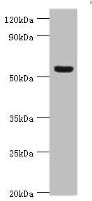 VTN Antibody