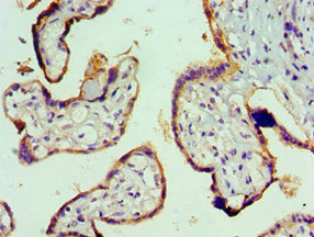 VTN Antibody