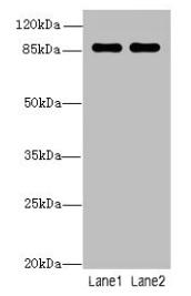 VWA5A Antibody
