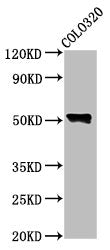 WAS Antibody