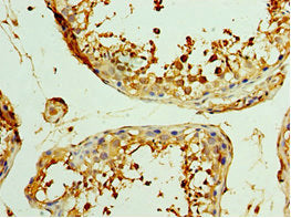 WISP2 Antibody