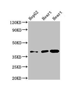 WISP3 Antibody