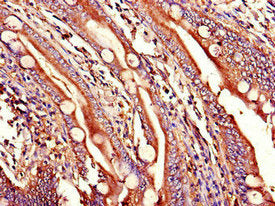 WNT1 Antibody