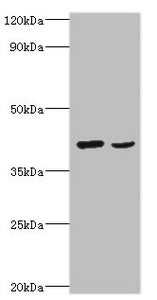 WNT2 Antibody