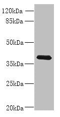 WNT4 Antibody