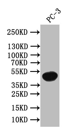 WNT5A Antibody