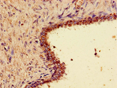 WNT7A Antibody