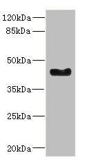 WNT7B Antibody