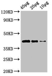 wnt8b Antibody