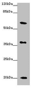 XG Antibody