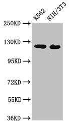 XPO1 Antibody