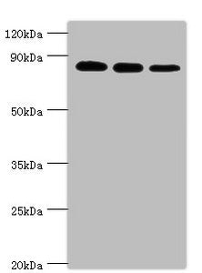 XRCC5 Antibody