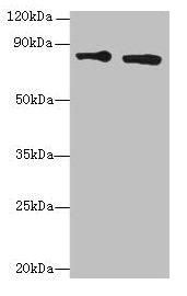 XRCC5 Antibody