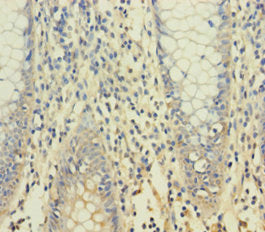 YPEL1 Antibody