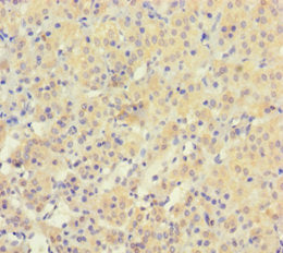 YPEL3 Antibody