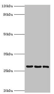 YWHAQ Antibody
