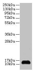 SNRPD2 Antibody