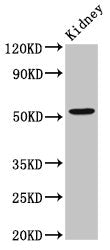 ZFP36L2 Antibody