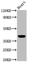 LGALS9 Antibody