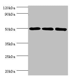 ZMYND10 Antibody